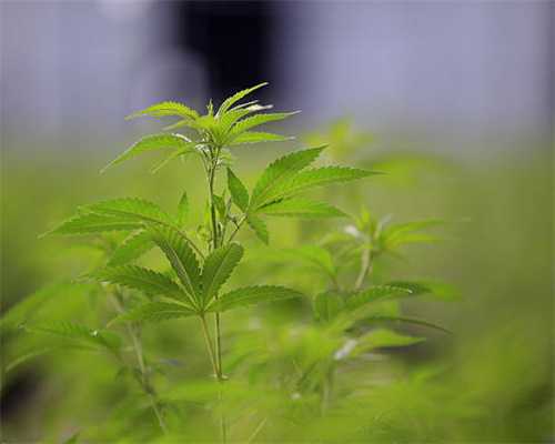 金徽酒获中国银河推荐评级，2023年度业绩点评
